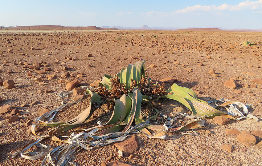 Welwitschia mirabilis - A Botanical Wonder